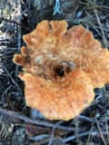 Gomphus kauffmanii image