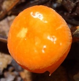 Marasmius cladophyllus image