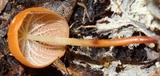 Marasmius cladophyllus image