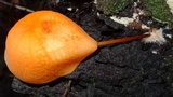 Marasmius cladophyllus image