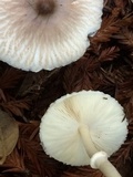 Lepiota rubrotinctoides image
