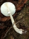 Lepiota rubrotinctoides image