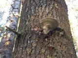Fomitopsis mounceae image