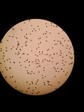 Entoloma flavoviride image
