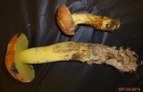 Boletus sensibilior image