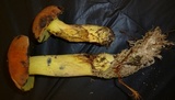Boletus sensibilior image