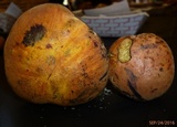 Boletus sensibilior image