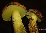 Boletus sensibilior image