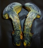 Boletus sensibilior image