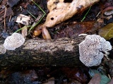Daedalea quercina image