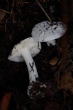 Amanita silvicola image