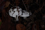 Amanita silvicola image