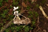 Cordyceps tenuipes image