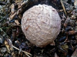 Phallus hadriani image