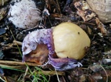 Phallus hadriani image