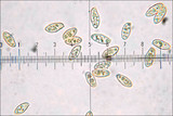 Suillus bovinus image