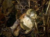 Phallus hadriani image