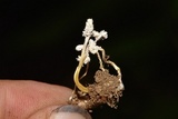 Cordyceps tenuipes image