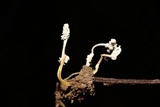 Cordyceps tenuipes image