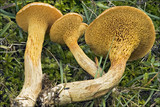 Suillus bovinus image