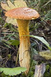 Suillus bovinus image