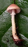 Agaricus diminutivus image