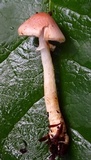Agaricus diminutivus image