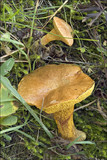 Suillus bovinus image