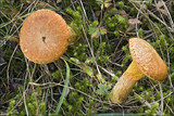 Suillus bovinus image