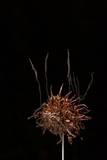 Xylaria liquidambar image