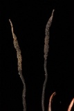 Xylaria liquidambar image