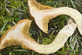 Suillus bovinus image