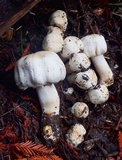 Agaricus californicus image