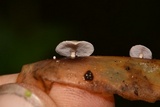 Melanotus horizontalis image