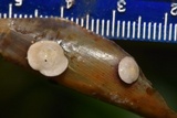 Melanotus horizontalis image