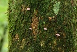 Mycena nebula image
