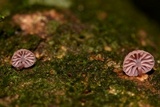 Mycena nebula image