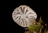 Mycena fulgoris image