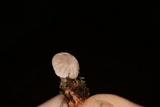 Mycena fulgoris image