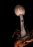 Mycena fulgoris image