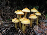 Pholiota alnicola var. alnicola image