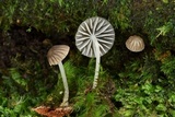 Mycena globulispora image