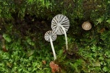 Mycena globulispora image