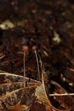 Mycena luxfoliicola image