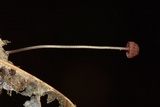 Mycena luxfoliicola image