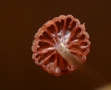 Mycena luxfoliicola image