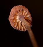 Mycena luxfoliicola image