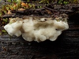 Oxyporus cuneatus image