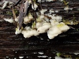 Oxyporus cuneatus image