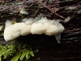 Oxyporus cuneatus image